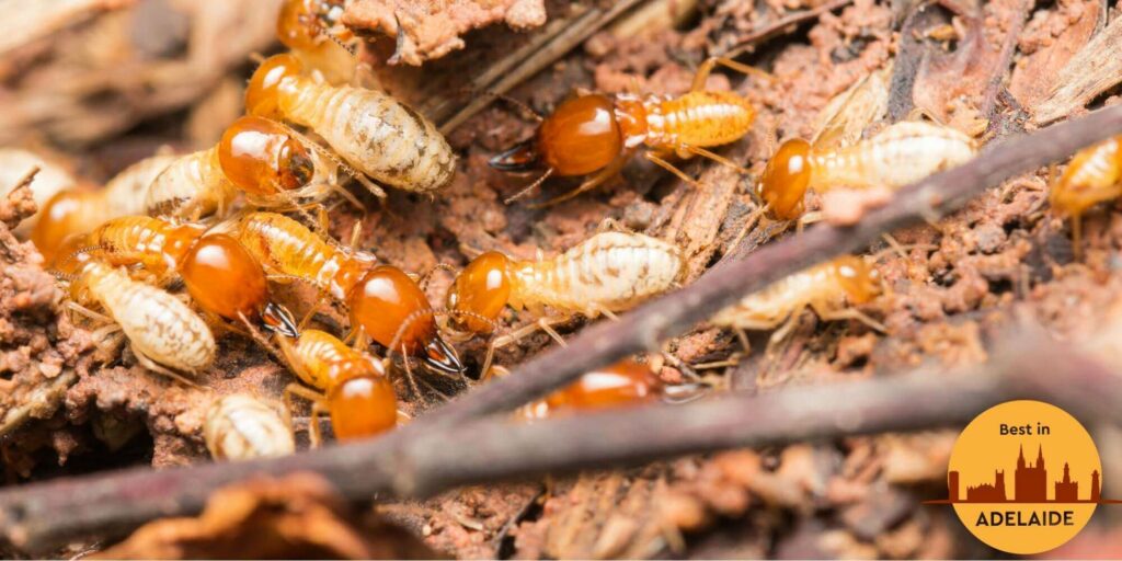 The 5 Best Termite Control Services in Adelaide