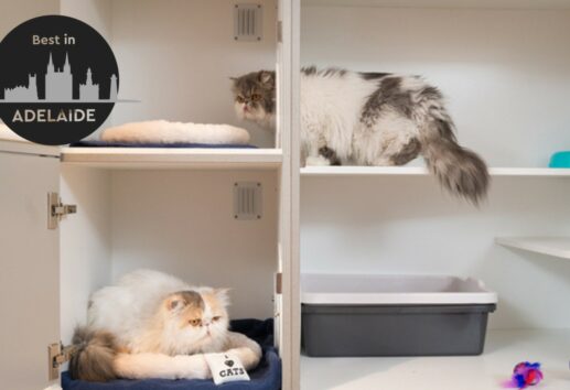 Top cat hot sale boarding