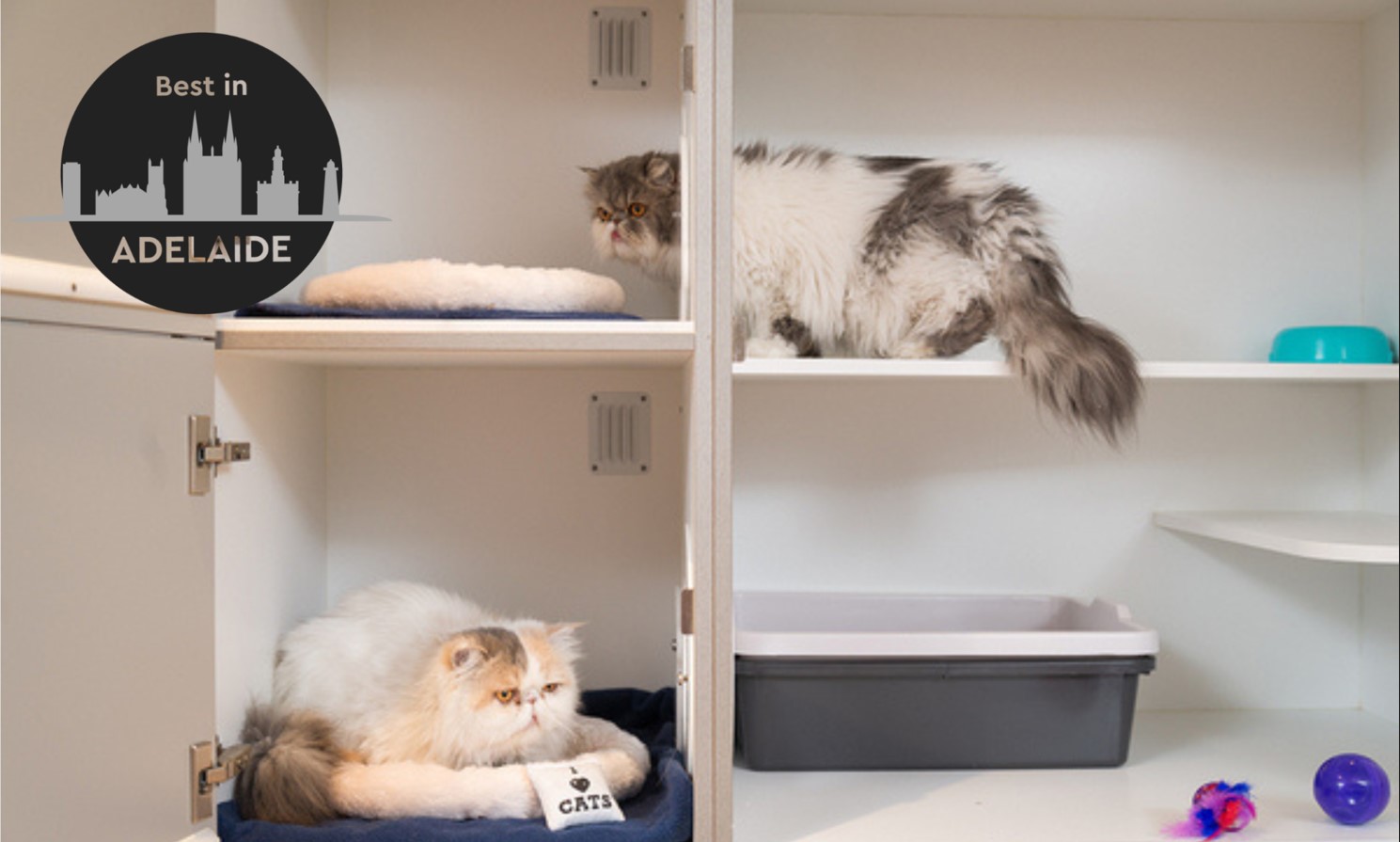 5 Cat Boarding Centres in Adelaide