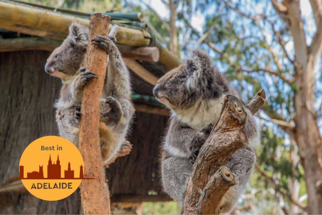 Visit Cleland Wildlife Park