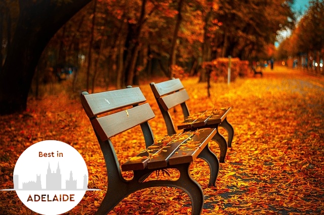 Autumn's Ambers Best Autumn Views in Adelaide