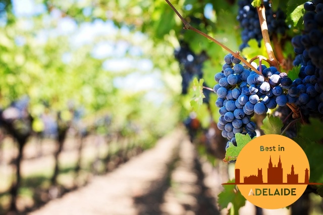 Grapes & Good Times Top Wineries in Adelaide