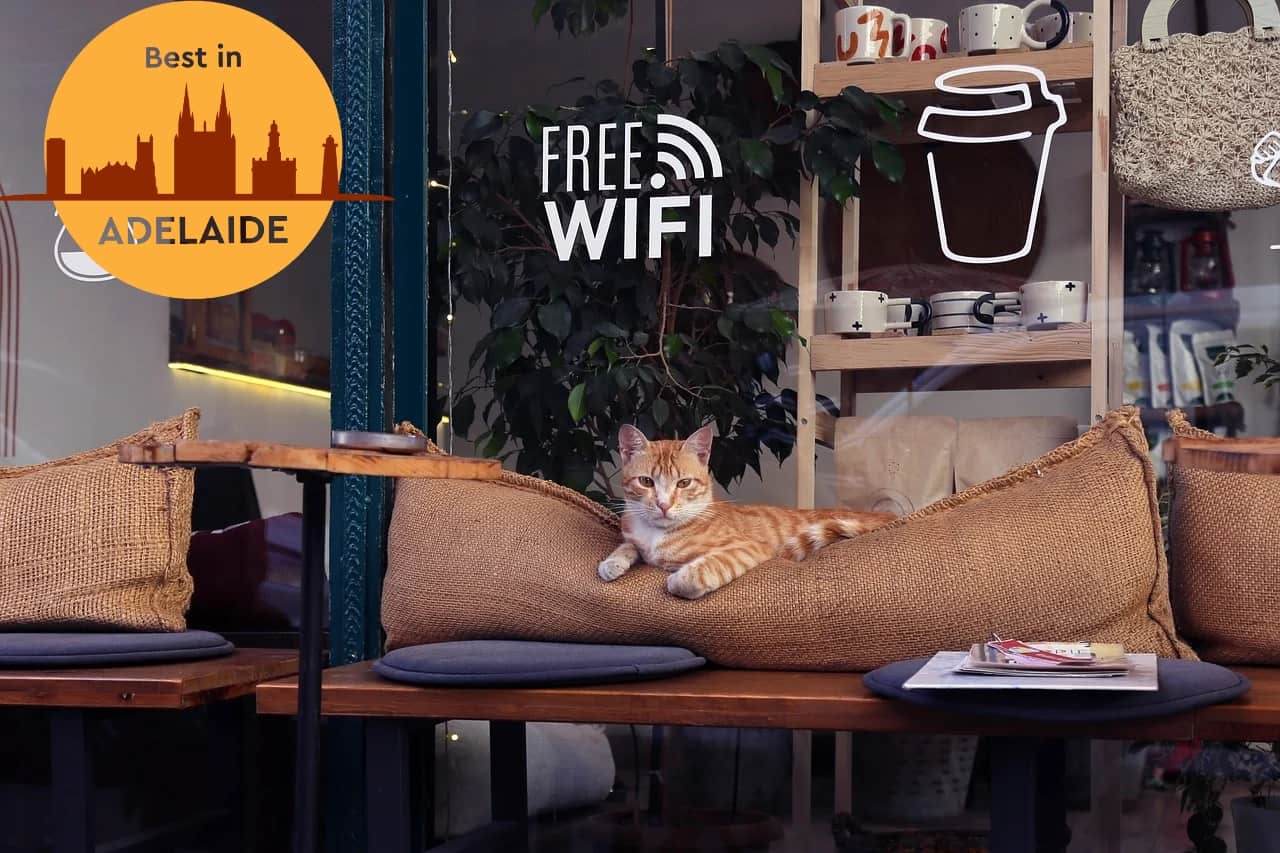 Coffee, Cuddles, and Cats Top Cat Cafes in Adelaide