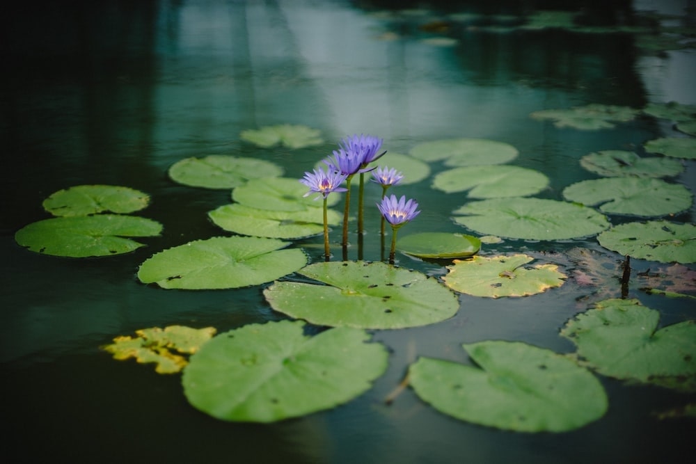 Unwind at Petworth Lakes Village Ponds