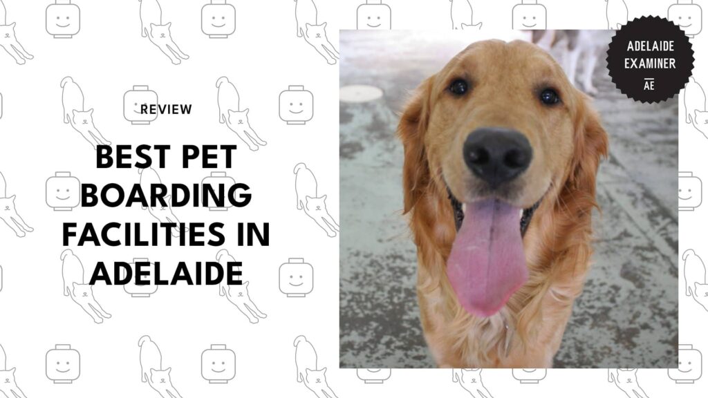 pet-boarding
